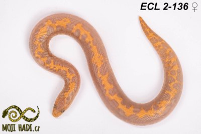 hadi na prodej, mládě, český chov hadů, odchov hadů, mojihadi.cz, Eryx columbrinus loveridgei, hroznýšek pestrý, Kenyan sand boa, striped Albino, Albino, Anery , striped